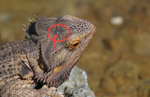 Exploring How Far Can Bearded Dragons See