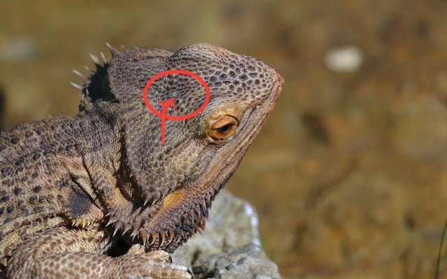 how-far-can-bearded-dragons-see_1753709688