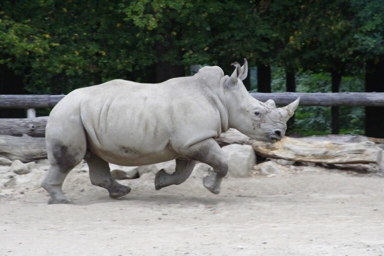how-fast-can-a-rhinoceros-run_1753711247