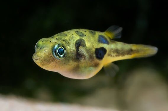 How Long Do Pea Puffers Live: A Comprehensive Guide