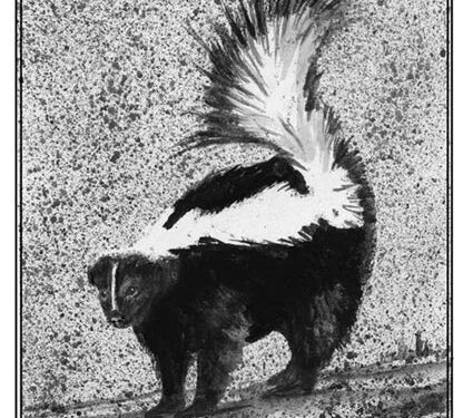 Exploring: How Long Do Skunks Spray In The Winter?