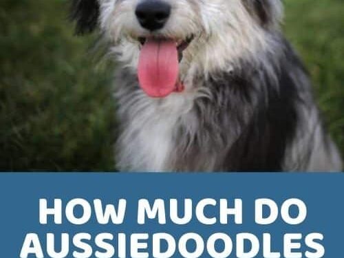 Discover How Much Aussiedoodles Cost: A Detailed Guide