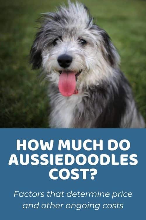 how-much-do-aussiedoodles-cost_1753708439