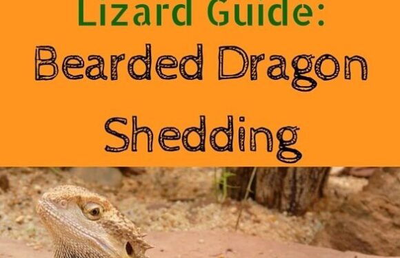 How Often Bearded Dragon Shed: Complete Shedding Guide