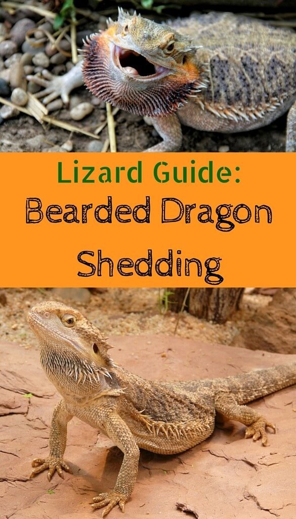 how-often-does-a-bearded-dragon-shed_1753709621