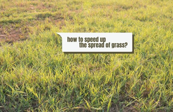 Boost Your Lawn: Pro Tips On How To Get Bermuda Grass To Spread