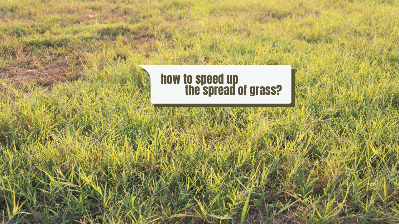 how-to-get-bermuda-grass-to-spread_1753709760