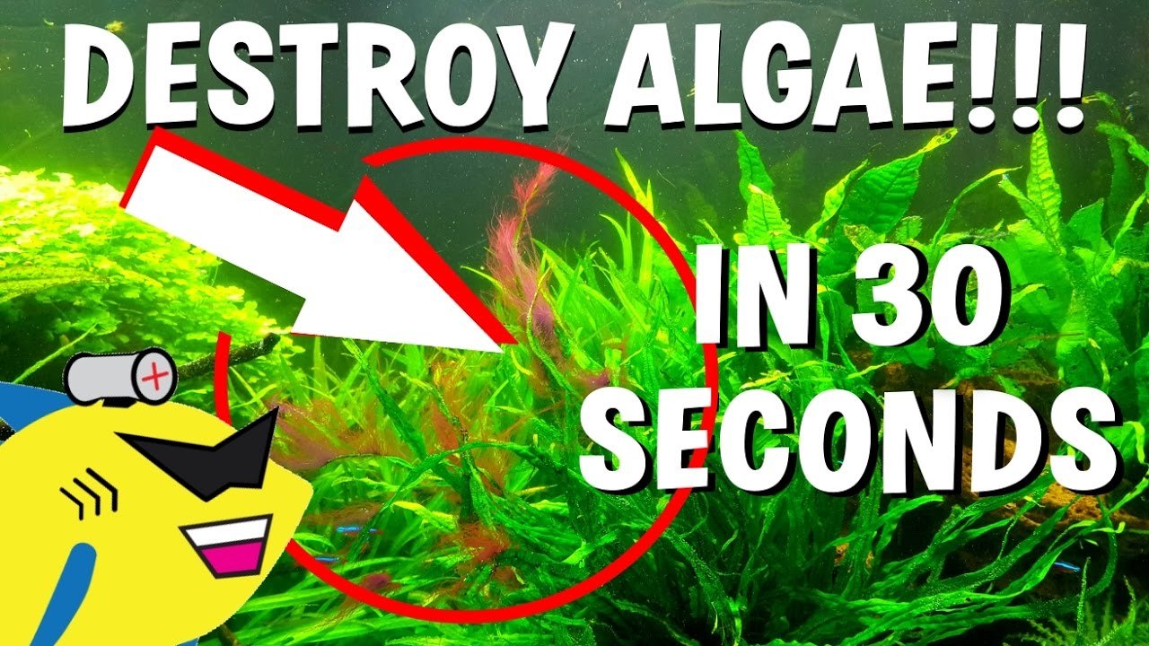 how-to-kill-algae-in-fish-tank_1753707748