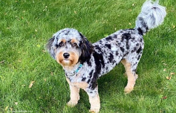 Master The Art Of Training An Aussiedoodle: Must-Know Tips