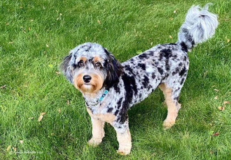 how-to-train-an-aussiedoodle_1753710269